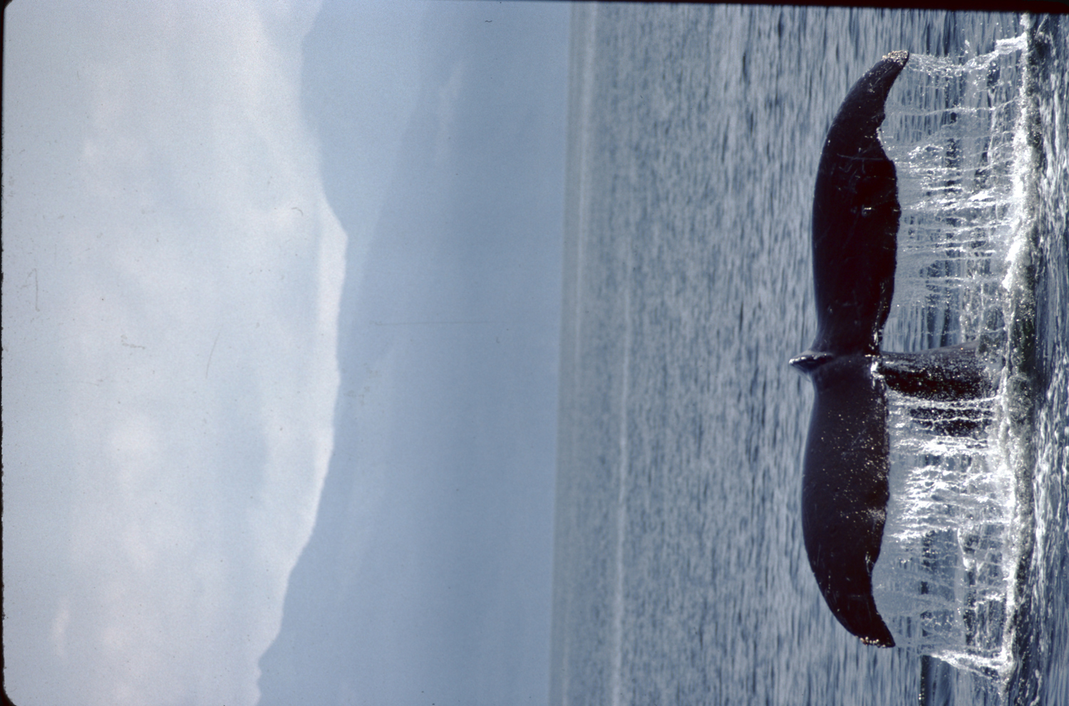 humpback whale and beautiful mountains