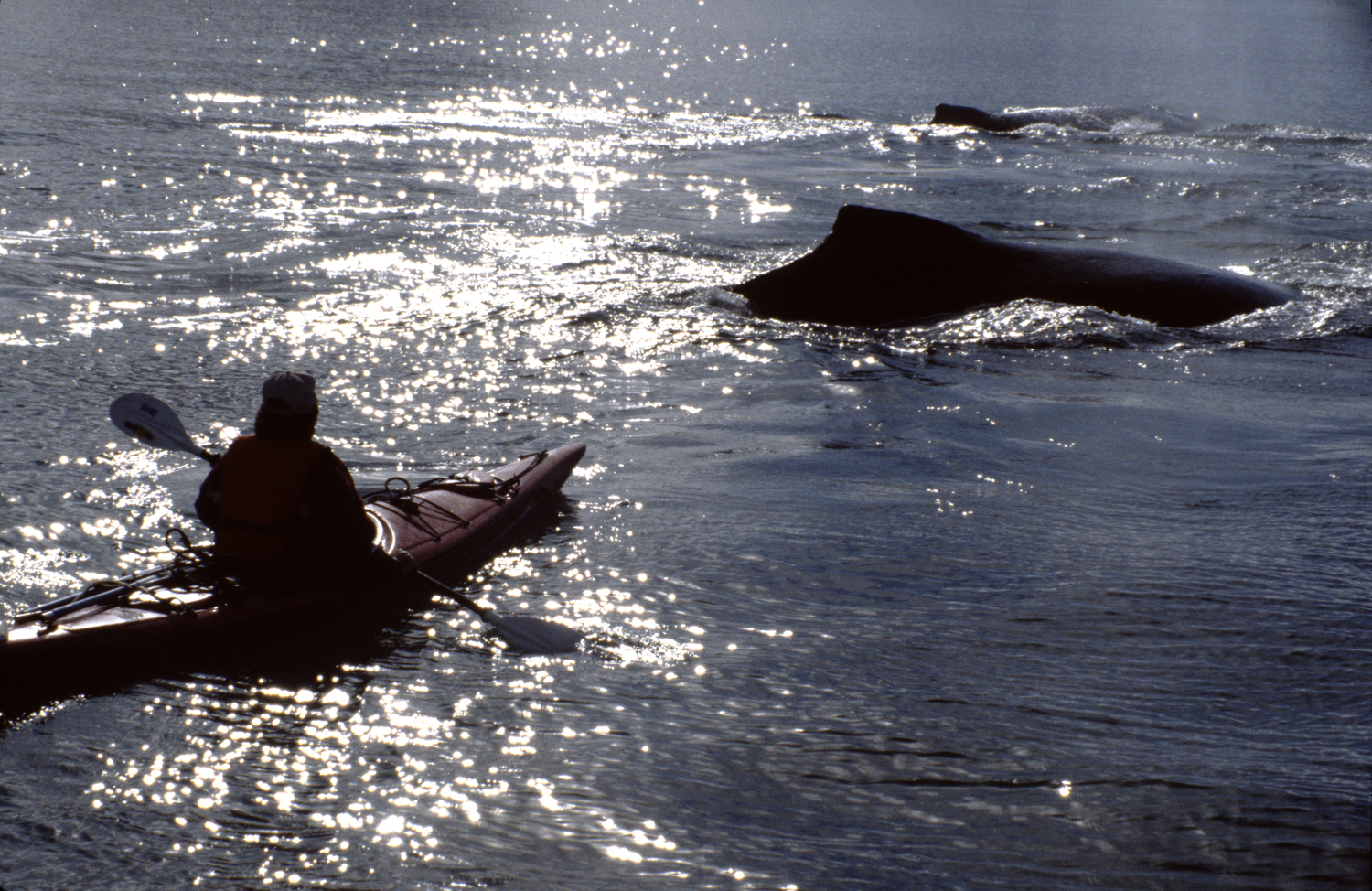 humpback whale and kayaker close sparkle water