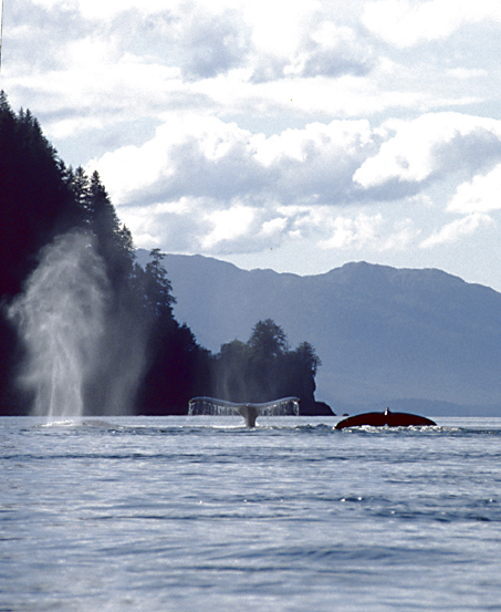 humpback whales