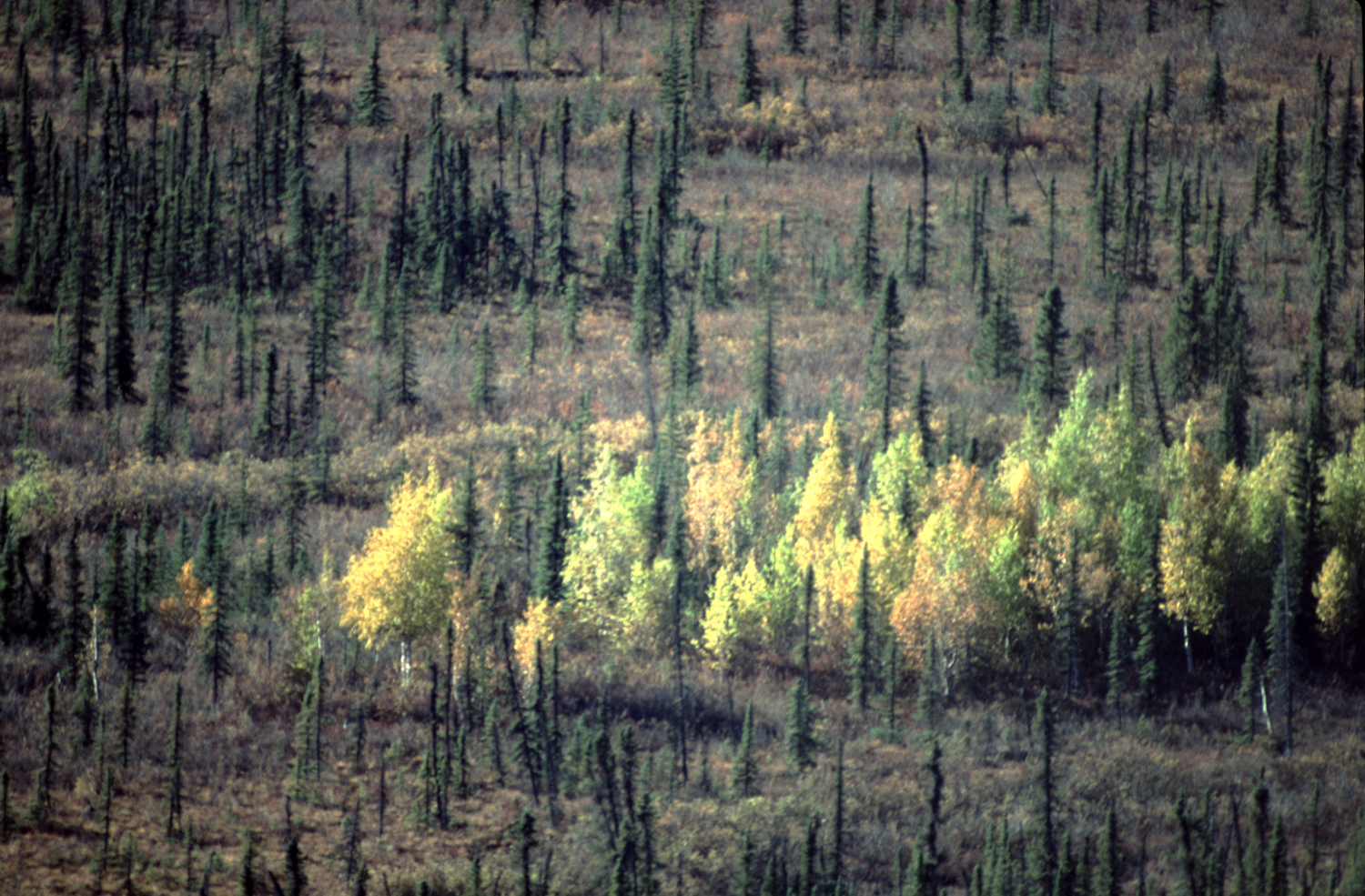 aerial of yellow orange trees