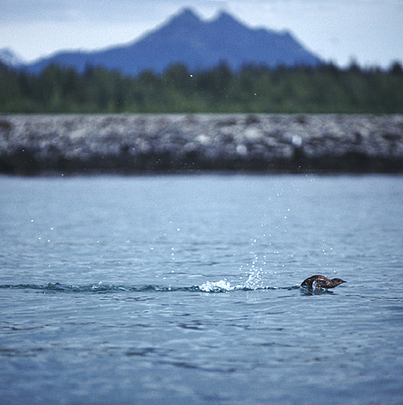 alaska bird marbled murrelet