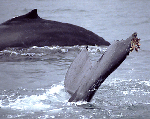 humpback whale tail with barnacles on tail