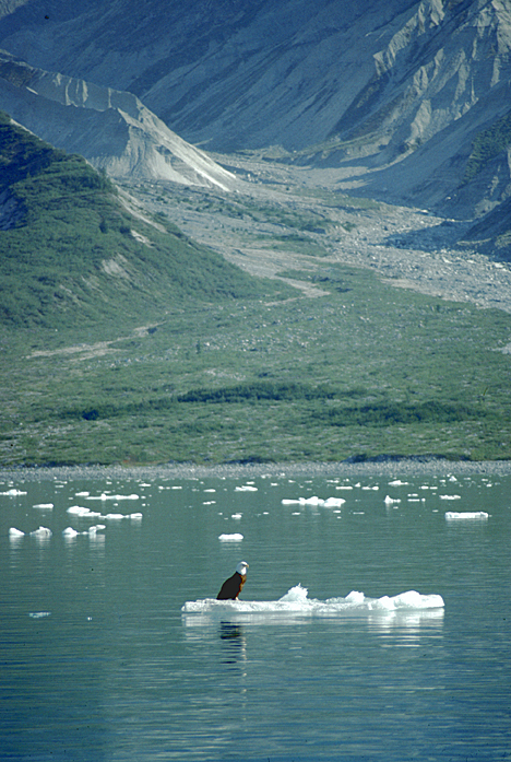 Bald eagle on an iceberg in alaska