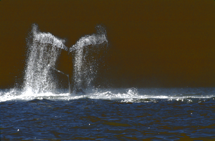 humpback whale with water in sunlight