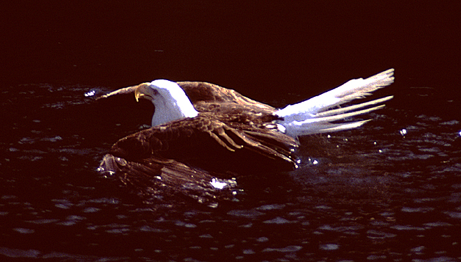 close up of alaska bald eagle swimming