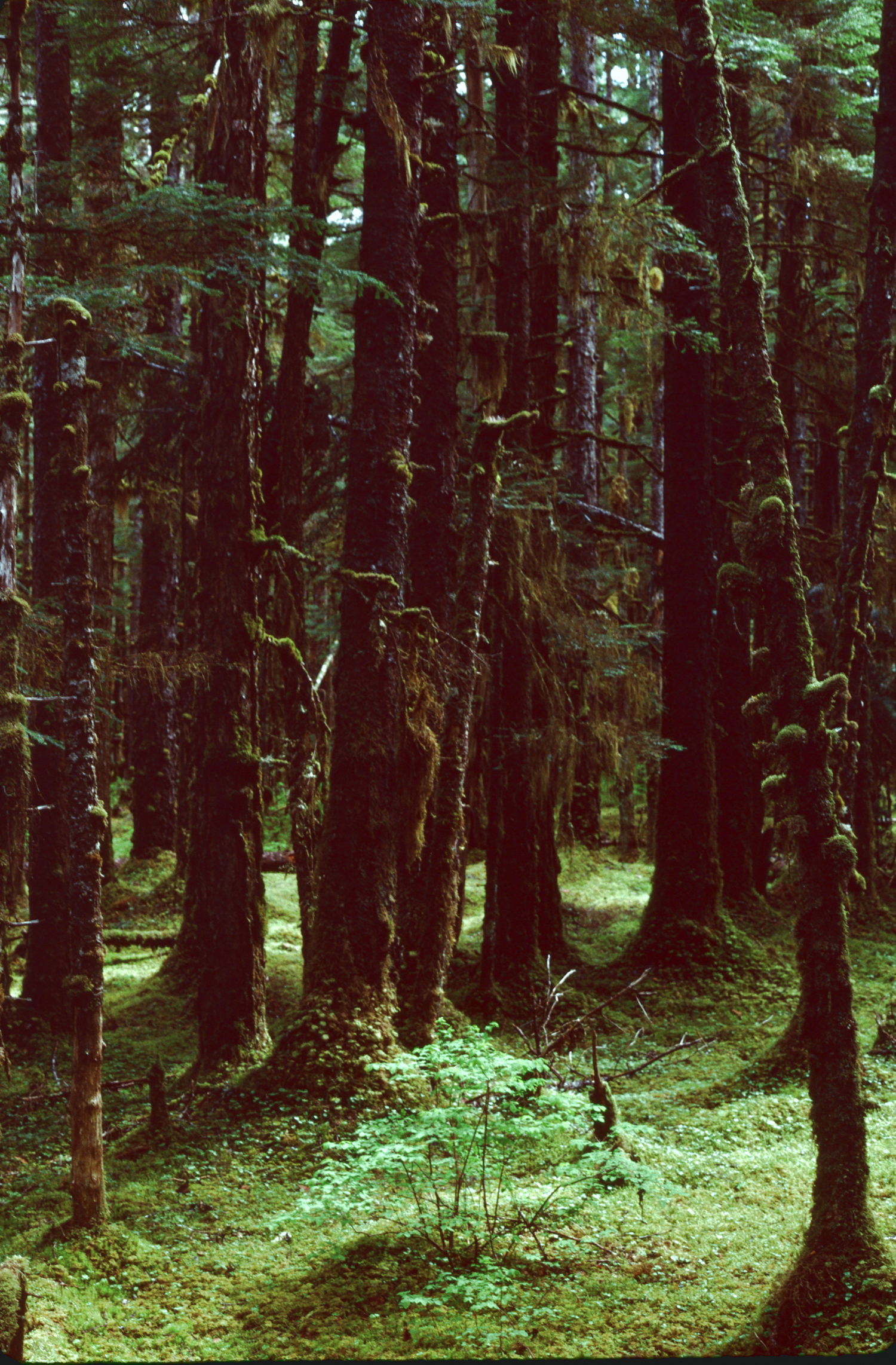 alaska pine forest and moss floor