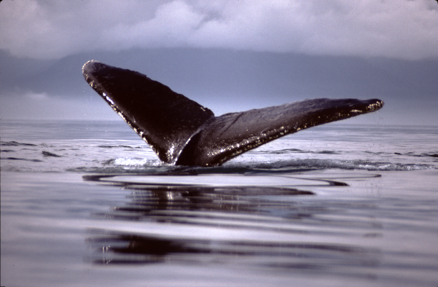 close humpback whales tails