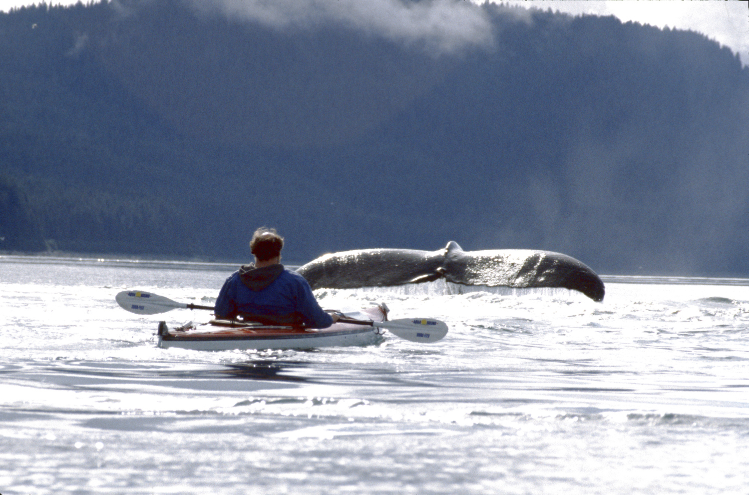humpback whale fluke close to kayaker