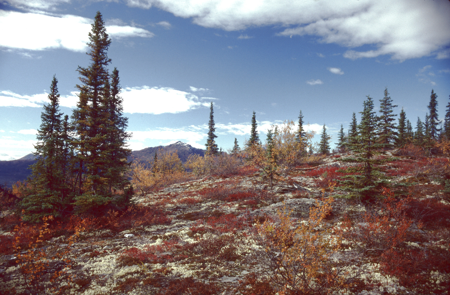 arctic circle alaska ground cover lichen trees colorful in fall