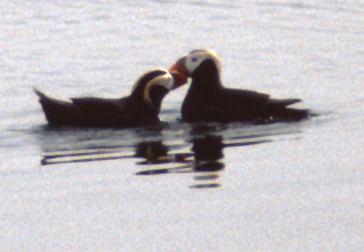 alaska puffins kissing