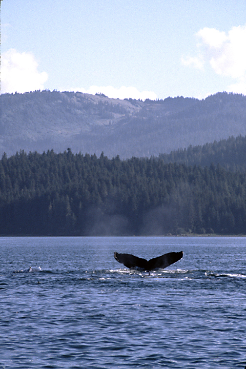 humpback whale tail with hills in background