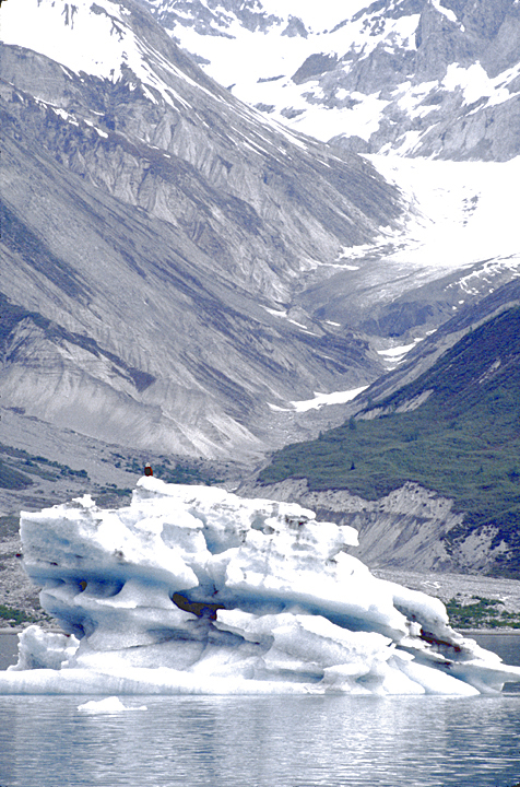 alaska bald eagle on iceberg by glacier 