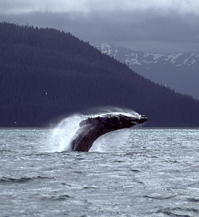 humpback whales breaching straight up
