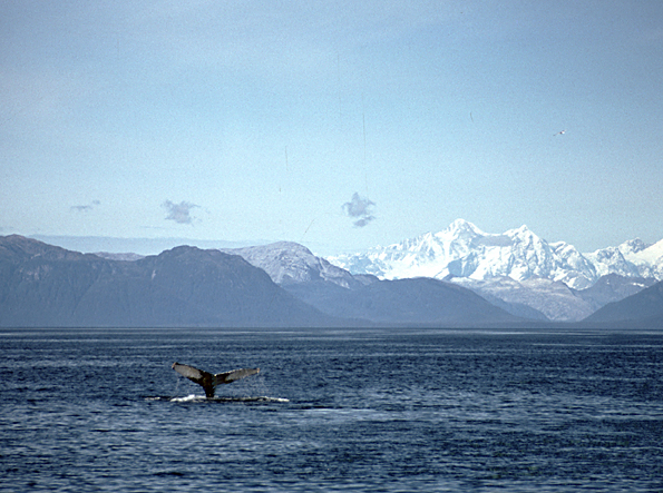 humpback whales in alaska