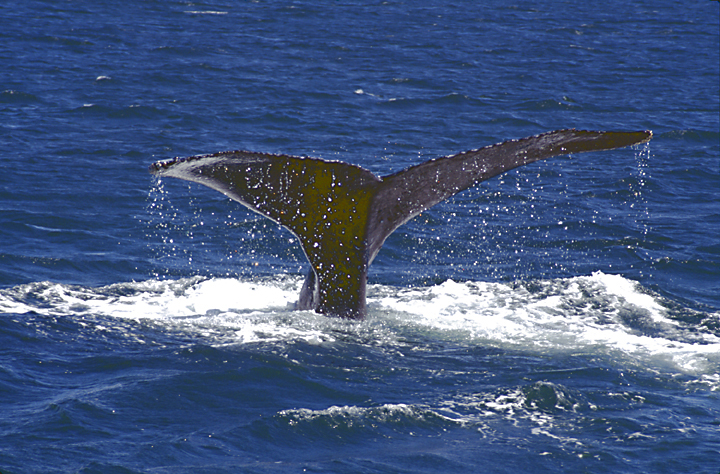 humpback whales