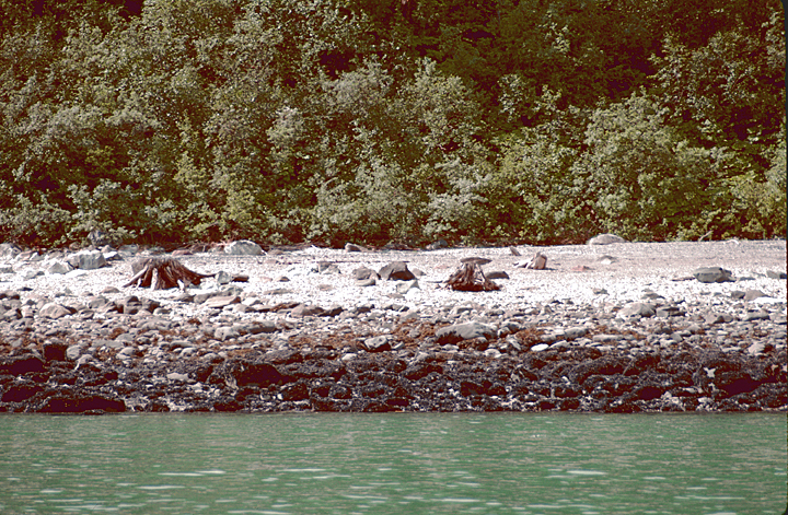 alaska inter glacial trees, freeze dried trees, survived being covered with a glacier