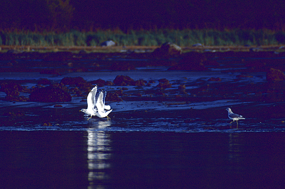 birds at dusk glowing from light