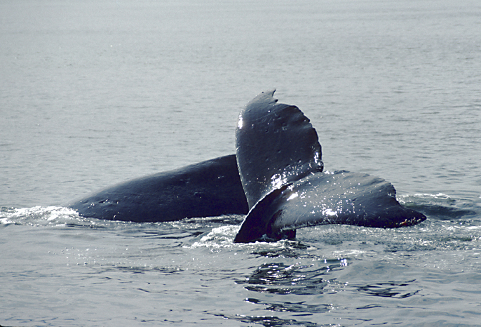 humpback whales grey water turning