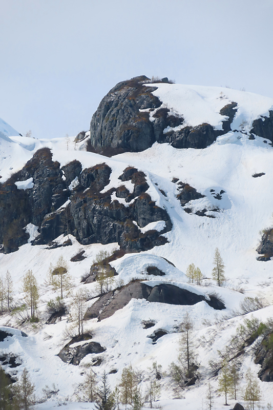 Rock hillside with snow and several yellow green pine trees