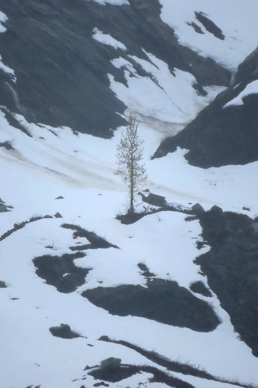 Lone tree in white snow and black rock valley in Alaska