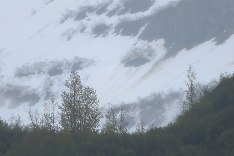 A few trees in front of far away mountain side of black and whiteAlaska