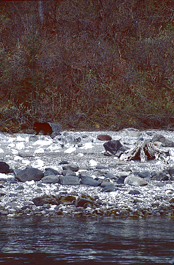 Black bear on beach in glacier bay alaska near an interstadial stump