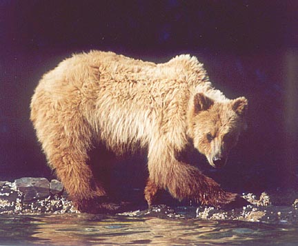 brown bear glowing in light in water