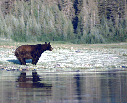 black bear looking towards right with reflection in grass and trees in back in alaska
