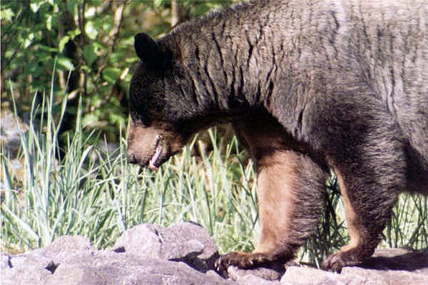 black bear with mange walking in alaska