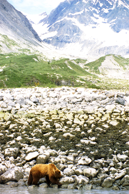 brown bear eating by ocean with landscape to mountains behind