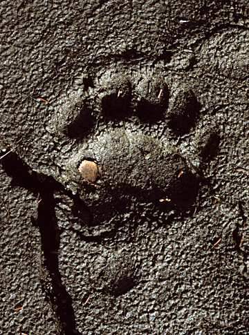 brown bear paw print in the sand that looks convex and concave