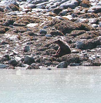 brown bear sitting relaxed looking around on beach in alaska