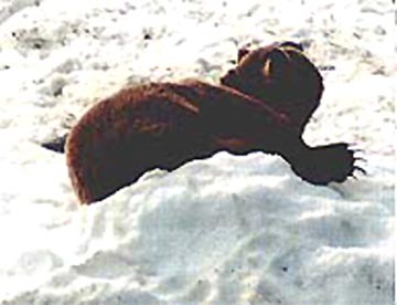 alaska bear laying on snow with his claws stretched out