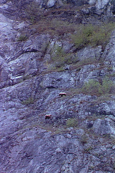 two brown bears walking on a cliff in alaska