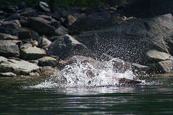 bear under water splashing in alaska