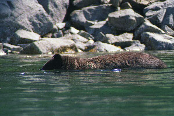 bear swimming underwater in alaska