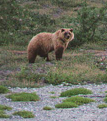 large brown bear in field of grass and flowers looking up