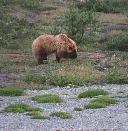 big brown bear with paw over his nose
