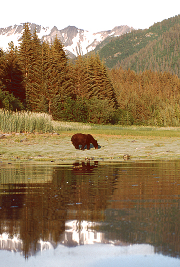 black bear looking towards right with reflection in grass and trees in back in alaska