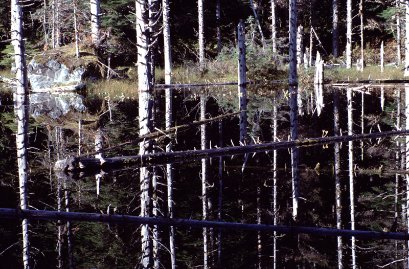 reflection of pond with black water and white tree trunks boulder and green grass on shore
