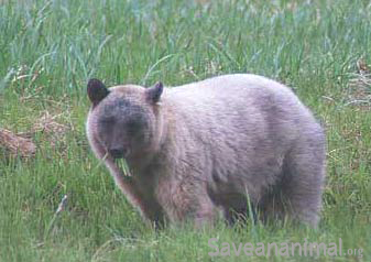 Real Alaska Blue bear glacier bear munching on grass