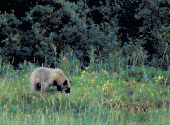 Blue bear Glacier Bear eating grass with trees behind