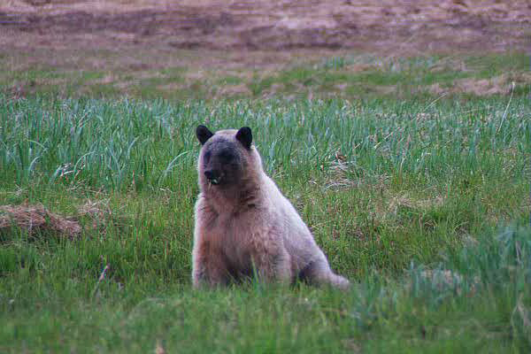 Blue bear glacier bay sitting in field of green grass