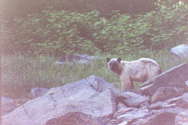 same blue bear glacier bear one year later, very skinny
