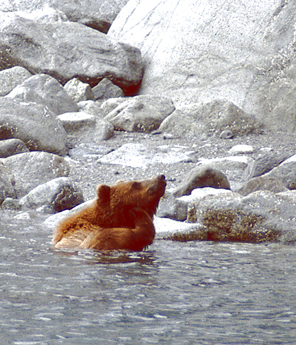brown bear taking a bath scratching his face