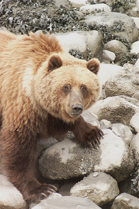 brown bear looking up with large claws