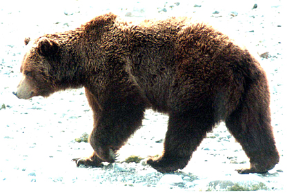 big brown bear walking near white background