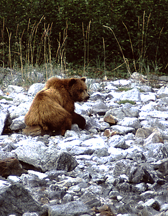 brown bear sitting in rocks with back to camera lookig over his shoulder