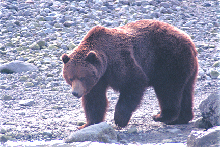 brown bear turning toward water in alaska