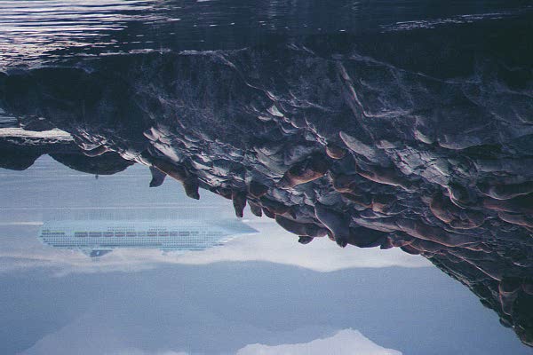 Steller sea lions hauled out on rocks in cross sound alaska with mountains in the distance and cruiseship